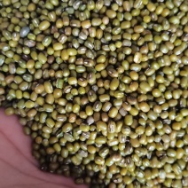 芽豆中粒进口的芽菜豆中粒绿豆生豆芽专用一袋起