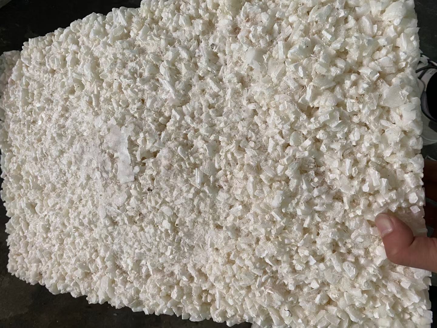 小花蛤特写展示其小巧体型和花纹 小花蛤特写