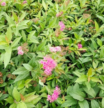 绣线菊,粉花绣线菊杯苗,昆明苗圃自产自销