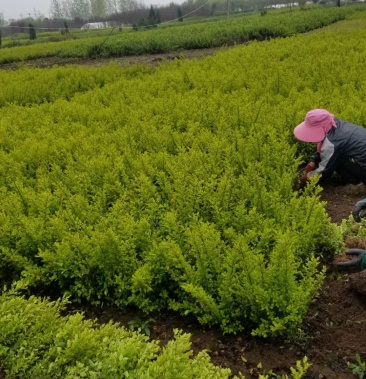 金葉女貞苗當年苗40高度看苗挖苗保鮮運輸