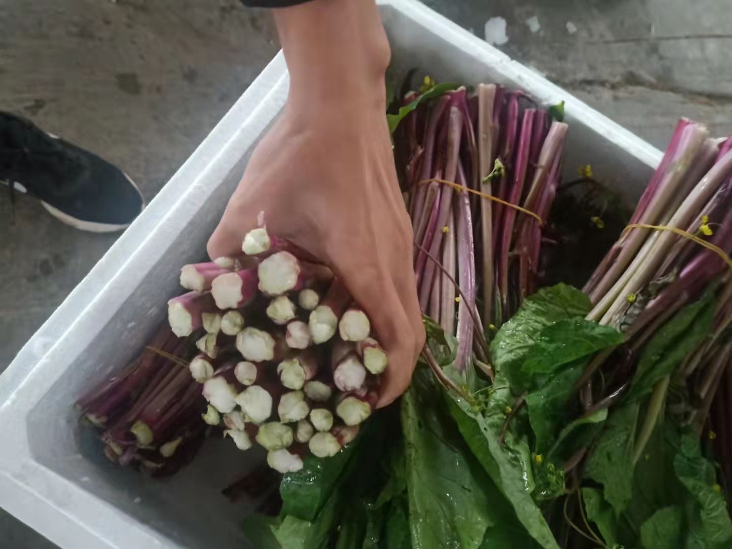 新鲜采摘的红菜苔与白菜苔并列摆放，红菜苔茎部呈紫红色，叶片翠绿；白菜苔整体偏绿白色，嫩芽细长，背景为木质厨房台面，光线柔和自然