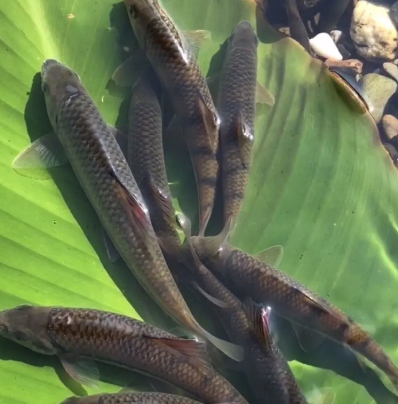 河鱼,新鲜清水溪石斑鱼