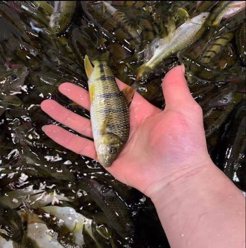 河鱼,新鲜清水溪石斑鱼