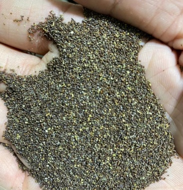 爬藤大牵牛花种子喇叭花混色混色重瓣多色矮牵牛种子