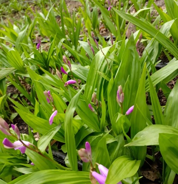 紫花白皮芨苗及根茎