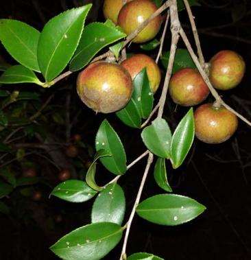 山茶树果子图片