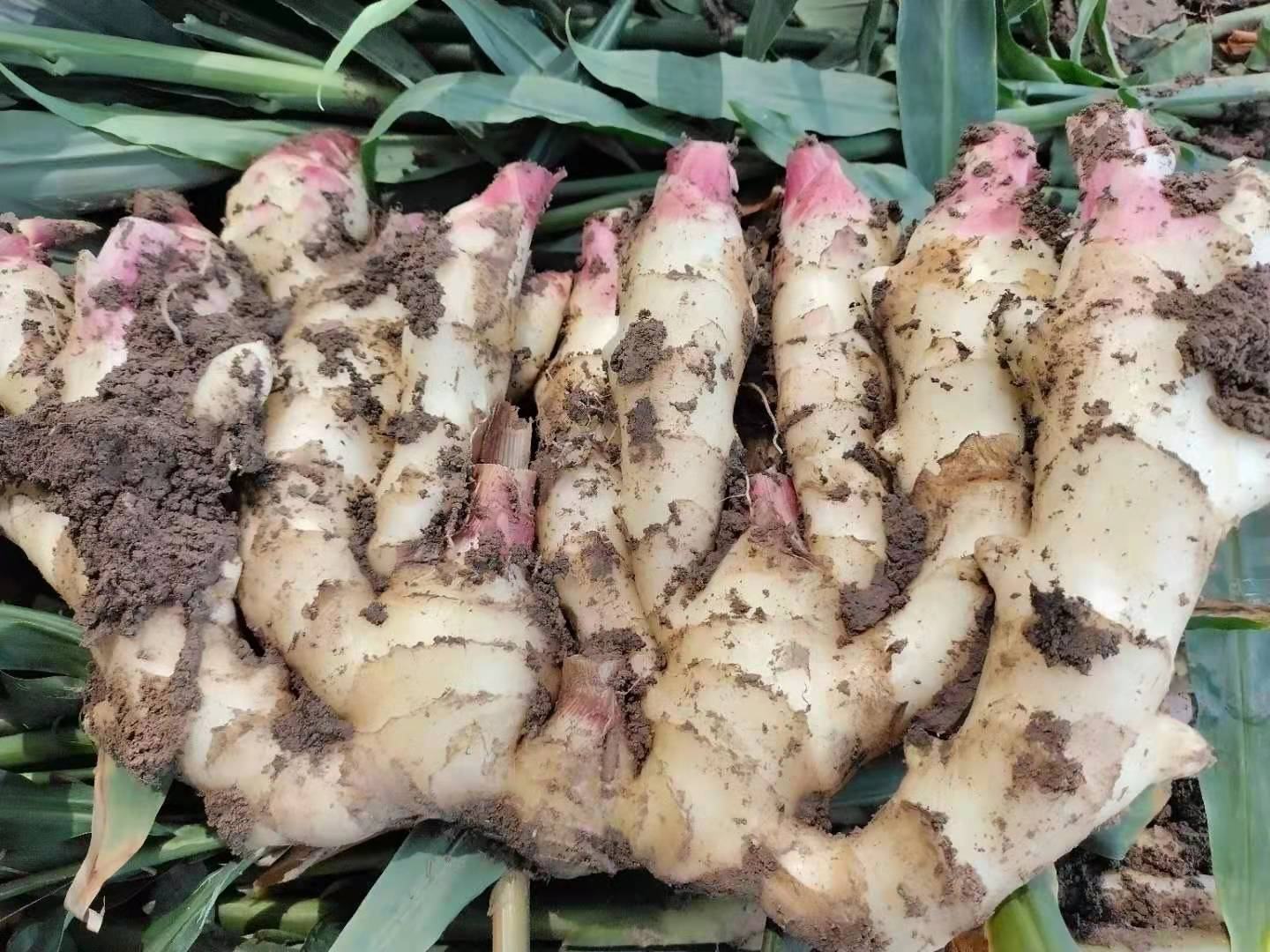 一筐刚从田间采收的乐山竹根姜,表面带有湿润泥土,姜体呈淡黄色,表皮光滑细腻,姜芽微紫,分枝呈竹节状排列,整体形态紧凑,长度约8-12厘米,展示其鲜嫩多汁的原始状态 乐山竹根姜特写