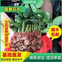 1000棵顺丰包邮云南玫瑰种苗大花月季红玫瑰花苗