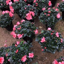 杜鹃花盆栽带花苞发老桩大棵四季开花植物室内外阳台好养易活