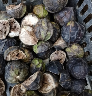 千年油桐籽野生出油高