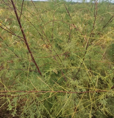 大量供应红柳苗柽柳红荆条苗子