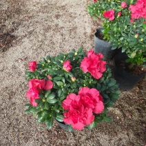杜鹃花苗盆栽带花苞四季开花不断室内花卉绿植植物基地直销