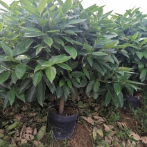平安树盆栽大型植物四季常青大颗绿植花卉平安树小苗基地直销