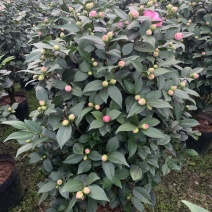 四季香妃茶花盆栽带花苞庭院室内外茶花树苗花卉阳台庭院盆栽