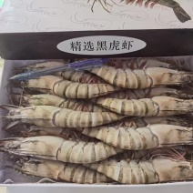 黑虎虾全规格现货