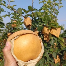 晚秋黄梨