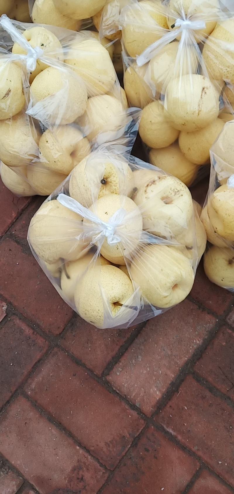 酥梨袋装十斤一袋五元通货口感甜水分大果面干净