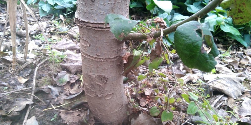 各种树苗批发价格