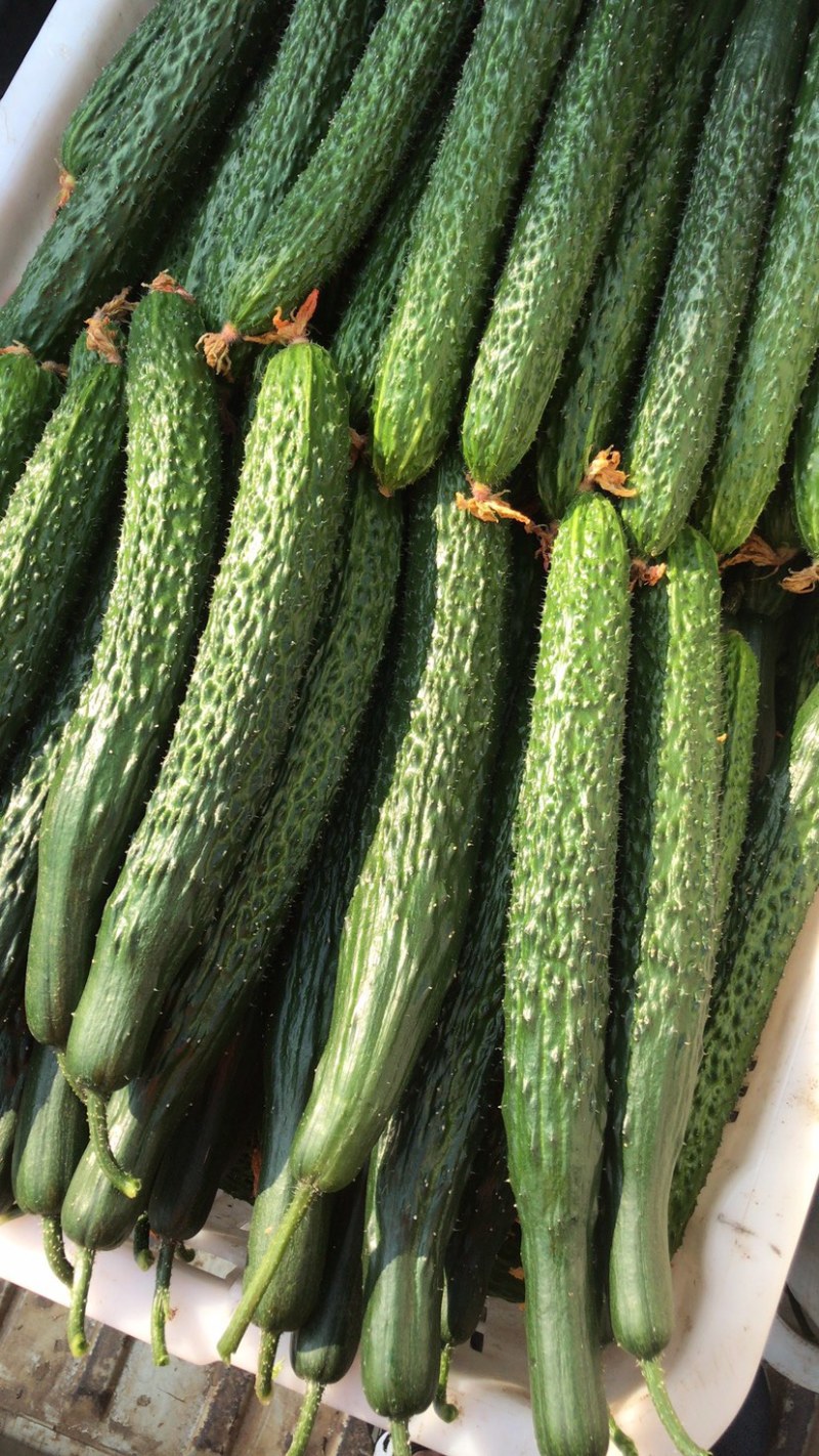 [密刺黄瓜批发]四川攀枝花米易黄瓜 3.00元/斤黄瓜 油瓜 _ 一亩田