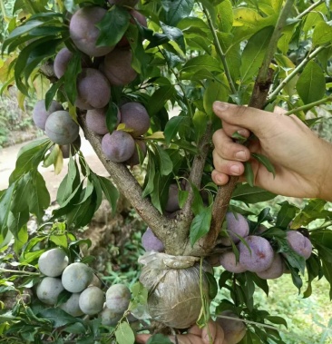 [三华李树苗批发]【放心苗】广东省(包邮)信宜市钱排镇三华李高压苗