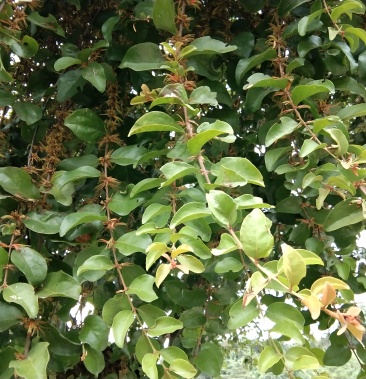 [桑寄生批发]桑寄生价格2.50元/公斤 - 一亩田