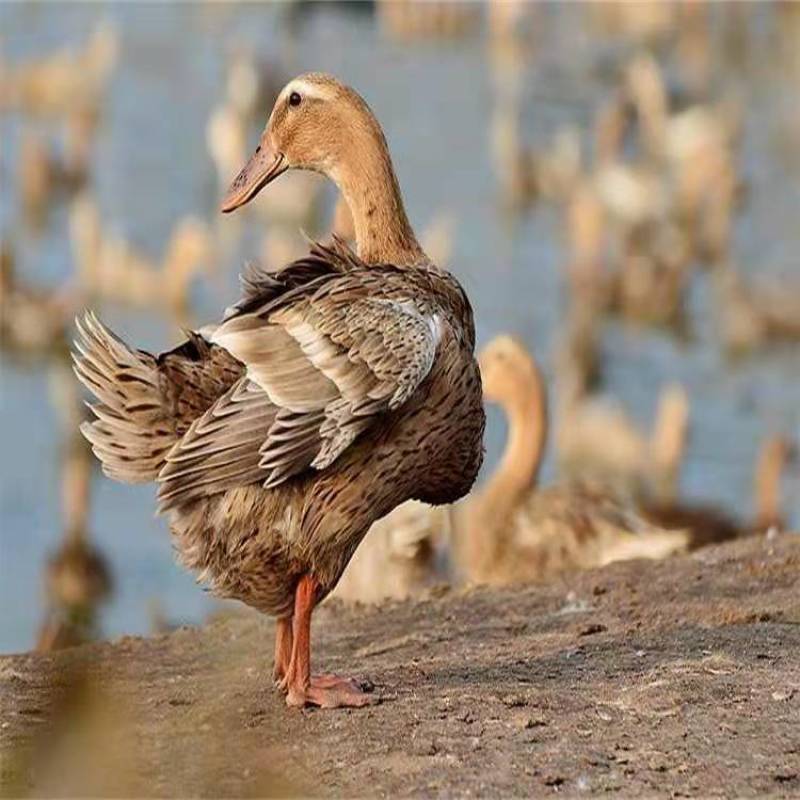 金锭鸭苗 包防疫 包运输包成活率货到满意付款