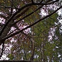 银杏核