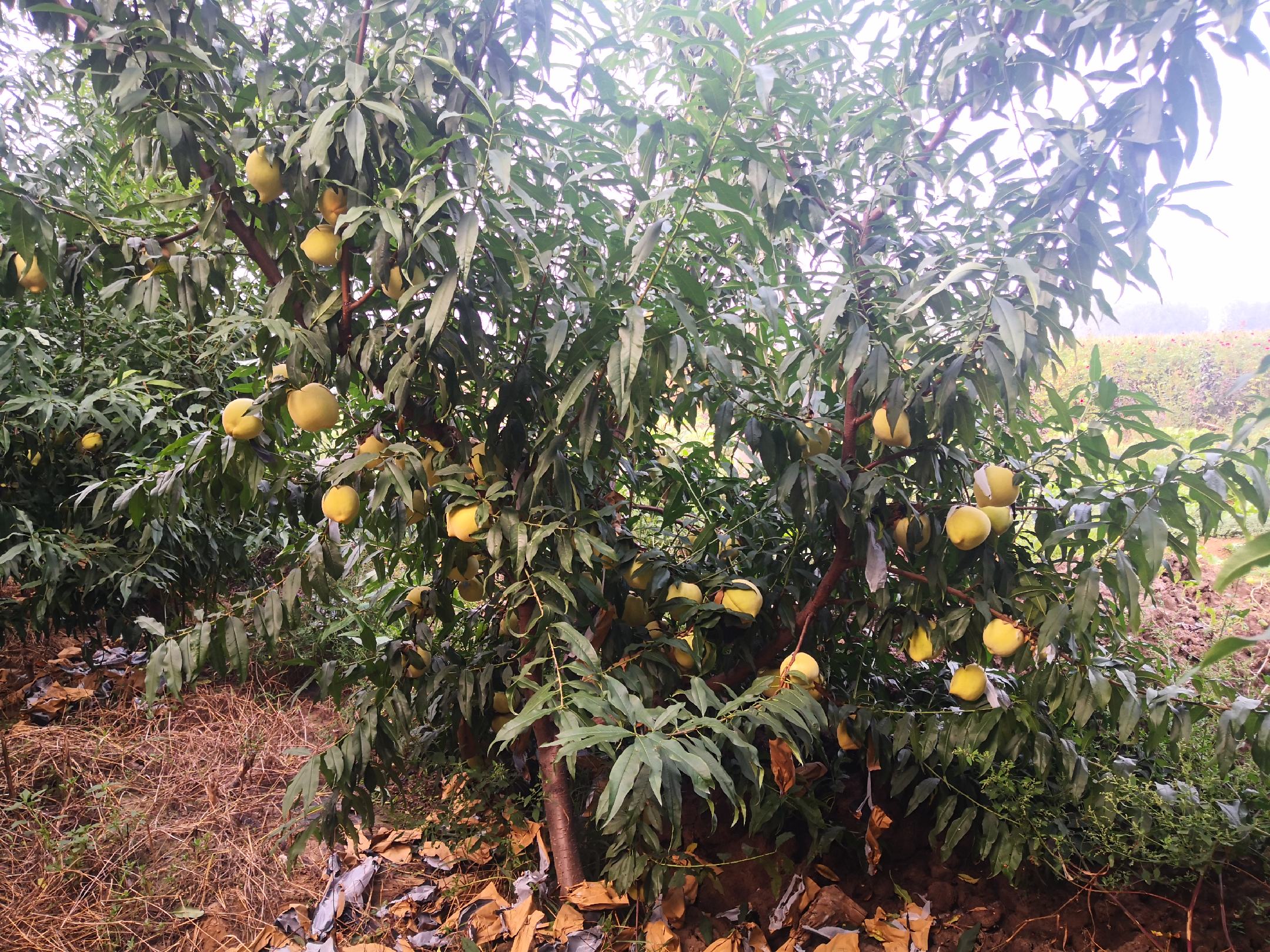 黄金寿桃果园中标准化种植的果树与果实生长状态 黄金寿桃果园种植场景