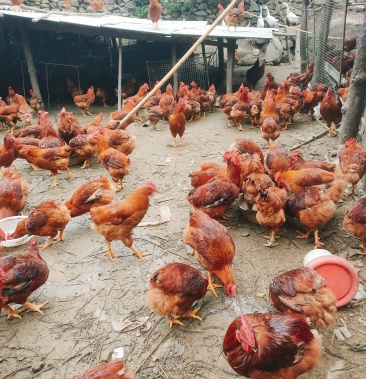 [肉鸡批发]380大公鸡,六七斤左右,一千三四只,价格可以商量,价格9.