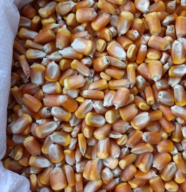 2021年秋季东北干玉米粒喂鸽子人吃食用粮食苞谷