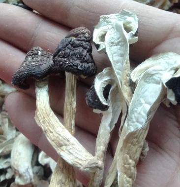 挑发赤松茸大球盖菌干片