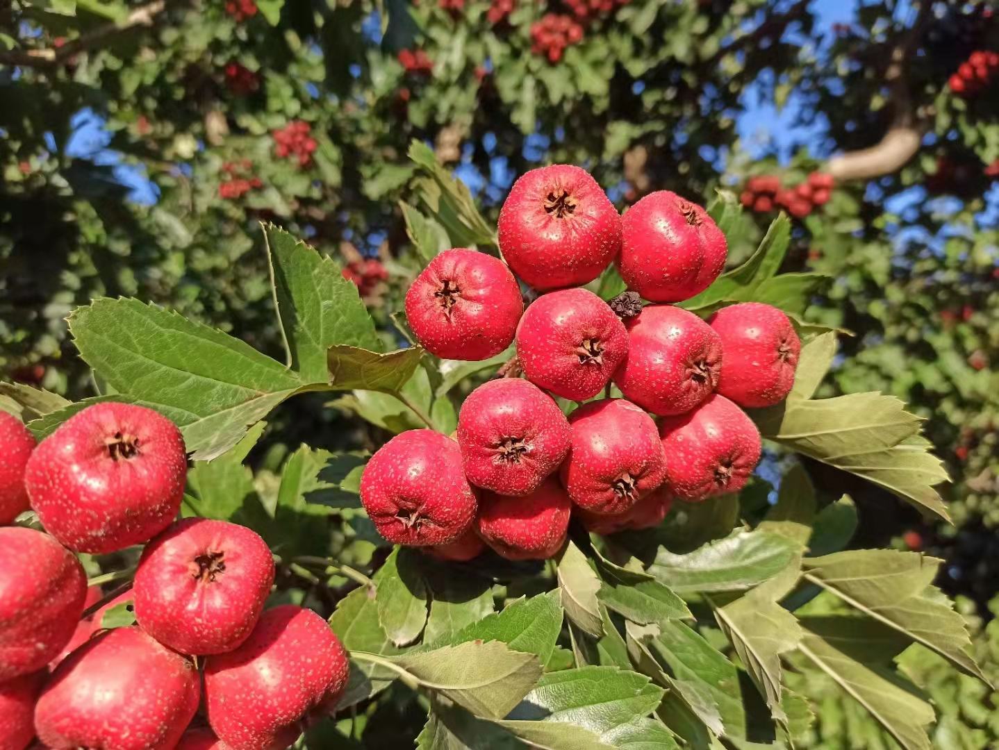 成熟狼牙山磨盘柿的高清特写照片,展示果实典型的磨盘形状,中间有清晰环状缢痕,表皮光滑呈深橙红色,带有自然蜡质光泽,果蒂完整,周围附着少量绿色萼片,背景虚化突出主体 狼牙山磨盘柿果实特写