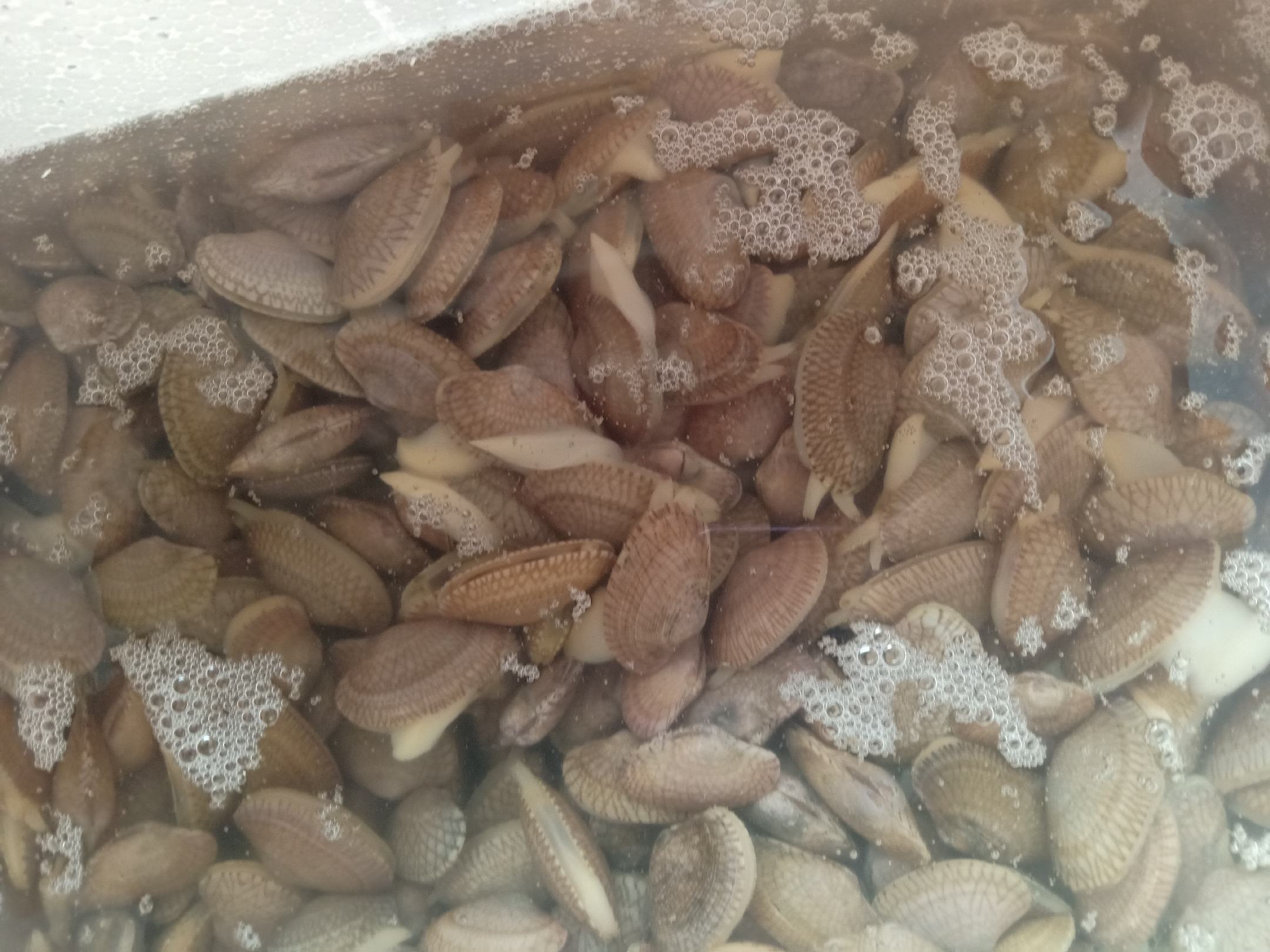 透明玻璃盆中盛满清水,水中浸泡着数十只花蛤,部分花蛤微微张开外壳,细小气泡从壳缝中缓缓冒出,显示正在呼吸和吐沙。水底可见少量黑色细沙沉积,阳光从侧面照射,形成光影效果 花蛤在清水中吐沙过程特写