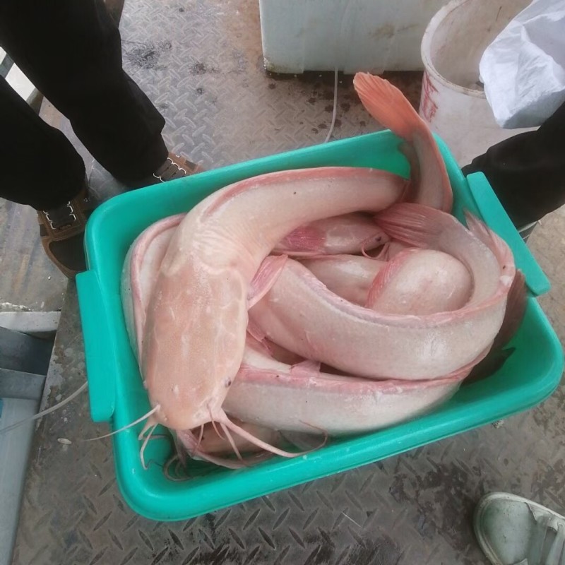 金丝鲶鱼