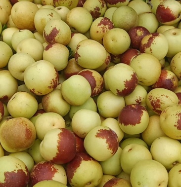 (精品)山西本地冬枣,产地直供,量大从优