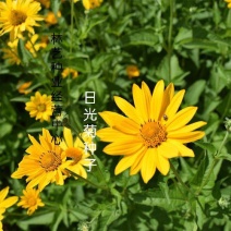 日光菊种子景观花海草花赛菊芋宿根盆栽花籽耐寒耐阴花期长