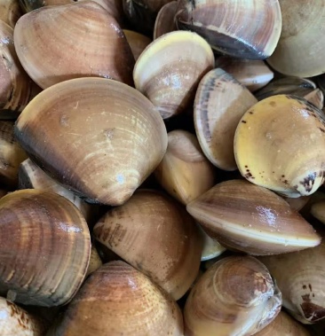 车螺,文蛤,大车螺,人工车螺,鲜活车螺社区团购,电商平台