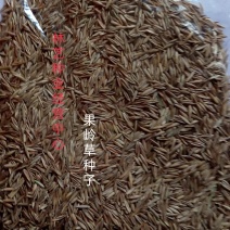 果岭草种子庭院高尔夫球场专用草坪草籽耐寒耐践踏四季常青