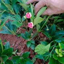 大红八角苗嫁接苗开花结果快营养杯苗带土带叶发货