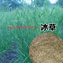 优质牧草种籽冰草种子别名野麦子扁穗冰草羽状小麦草多年生