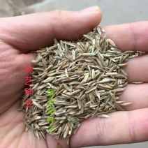 进口多年生黑麦草种子四季高产养殖牛羊鸡鸭猪鱼宽叶耐寒牧草