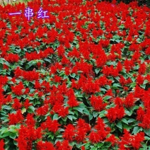 一串红种子