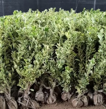 [黄杨批发]金边黄杨毛球价格2.20元/棵 - 一亩田