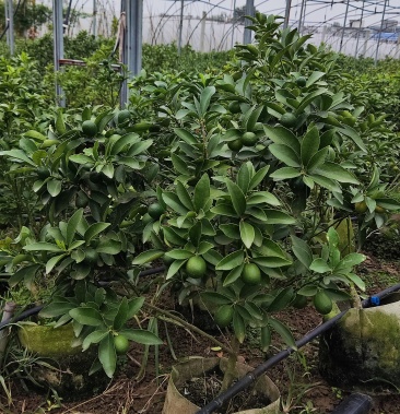 羊奶桔,金桔,大桔子