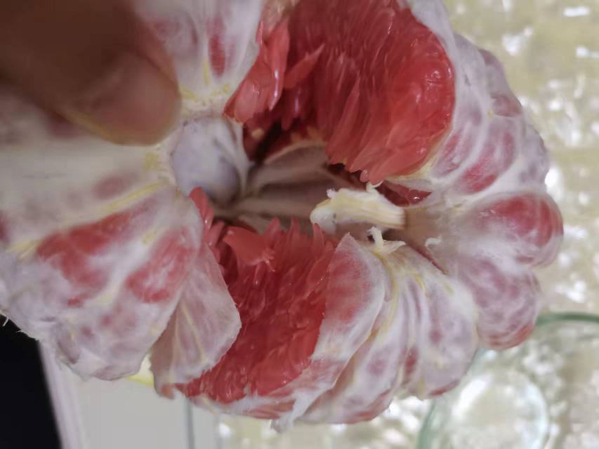 红心柚去皮与白膜处理过程图