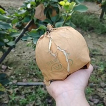 晚秋黄梨大量上市！果品特别好！非常甜！