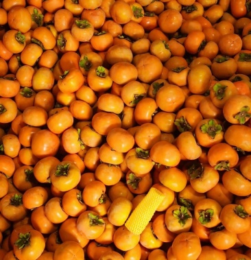 柿子陕西产地直销阳丰柿子和脆甜好吃一手货源大量有货