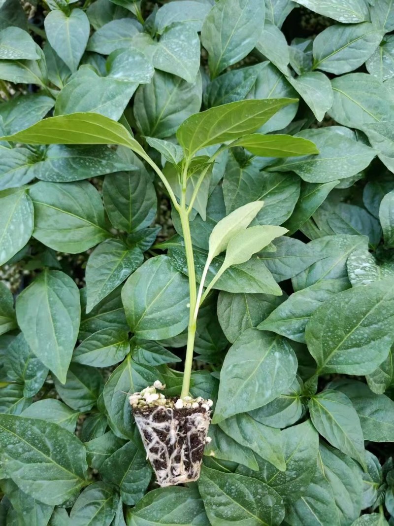 牛角椒苗 绿皮大果牛角椒苗 高产牛角辣椒苗 抗病性强