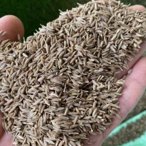 家用孜然烤羊肉牛肉面必备粒粒香孜然厨房神器，买它！