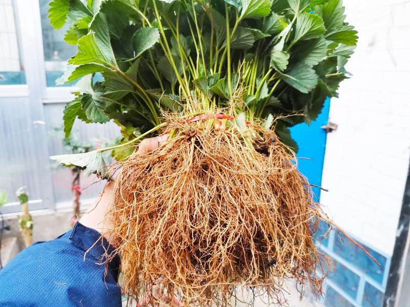 草莓根系与水分吸收关系图